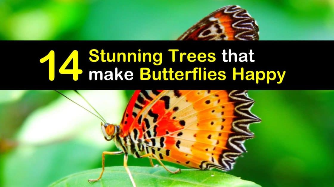 14 Stunning Trees that Make Butterflies Happy