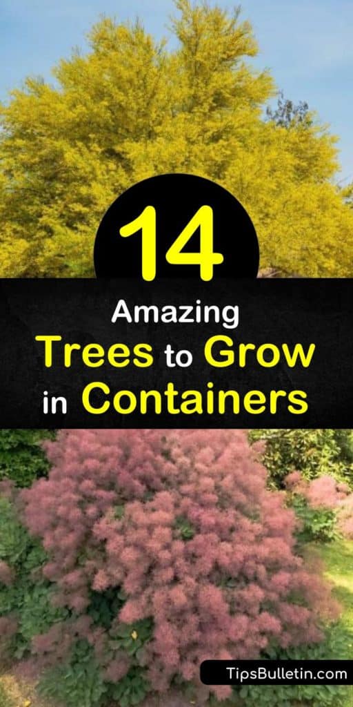 Planting small trees in large containers is a way to liven up small spaces.Whether you are planting fig trees, conifers, or citrus trees use a good potting soil and ensure the containers have drainage holes so the root system doesn’t rot. #conatinertrees #trees #containers #tree #smallspace