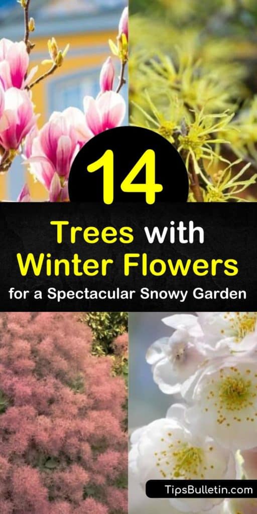 Add hardy flowering trees to your winter garden for more color, like magnolia or prunus subhirtella. The green leaves contrast with the full sun blooms, whether you have pink or white flowers. #trees #winterflowers #winter #floweringtrees