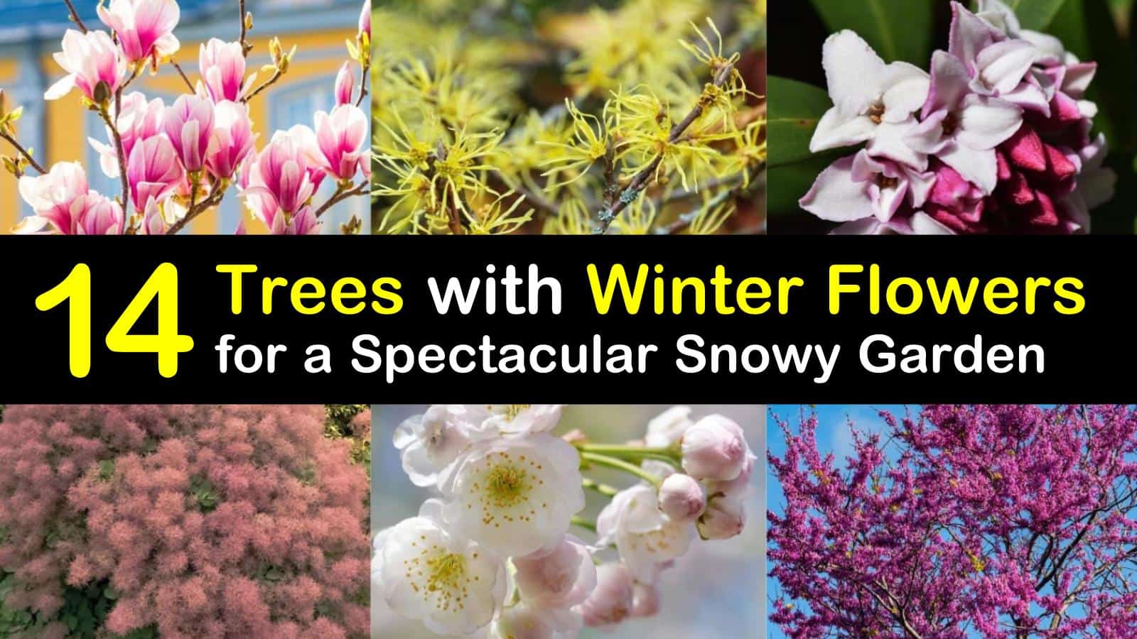 14 Trees with Winter Flowers for a Spectacular Snowy Garden