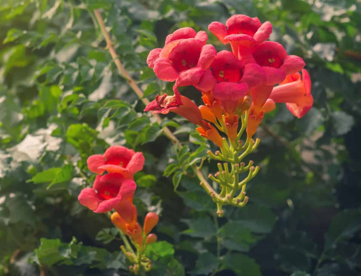 Hummingbirds love the trumpet vine.