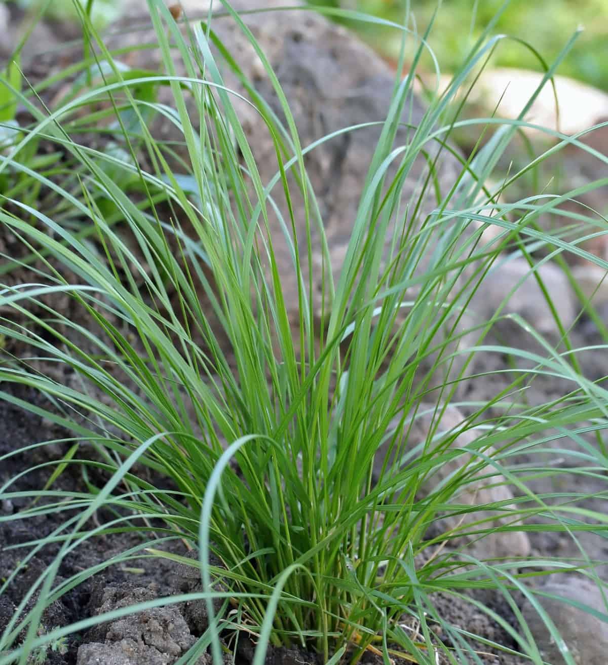 Unlike many other grasses, tufted hair grass doesn't mind partial shade.