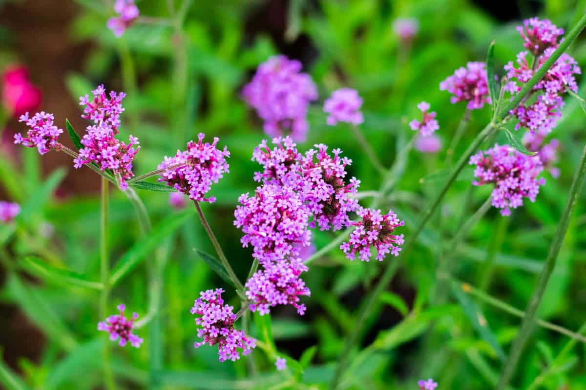 Verbena has a tropical look that is a garden favorite.