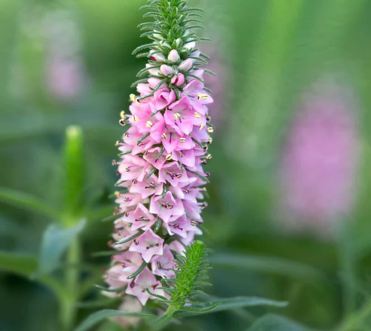 Veronica perennials are tall flower spikes.