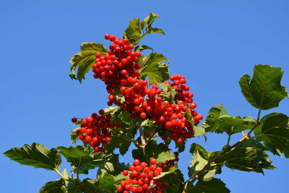 Viburnum is a evergreen with white flowers.