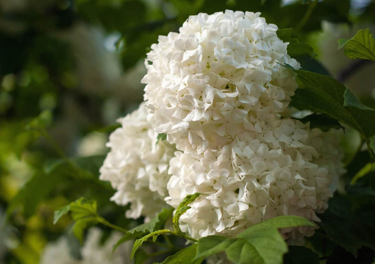 Viburnum is a shrub that loves the sun.