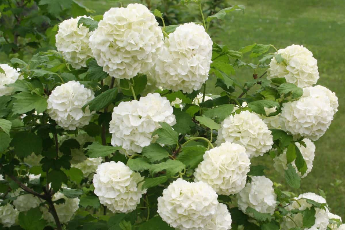 There are dozens of species of viburnum and bees seem to love them all.