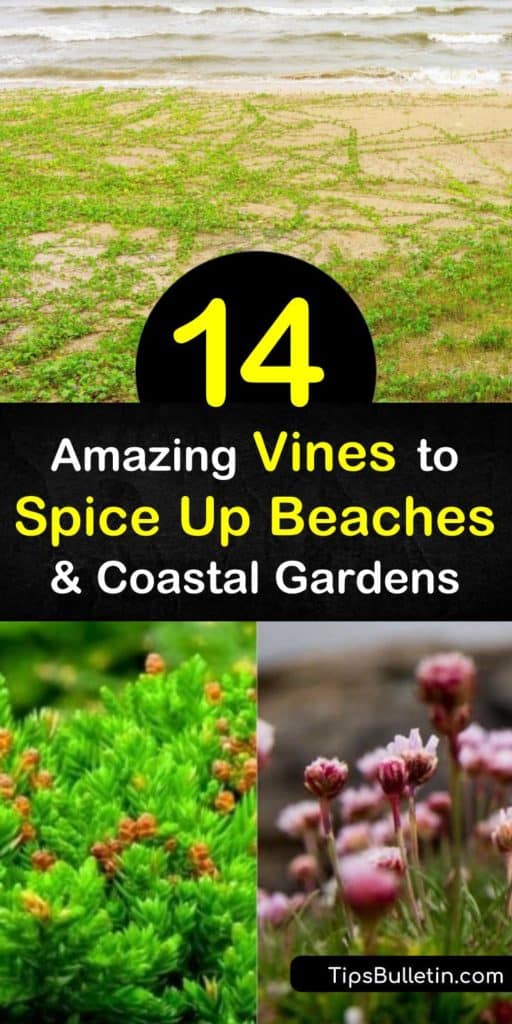 The beach is good for more than suntanning and pick up volleyball. Discover vines for the beach that you can grow at home. Beach morning glory, trailing wild bean, sea oxeye daisy, and more add color and excitement to your yard. #vines #beaches #beachplants