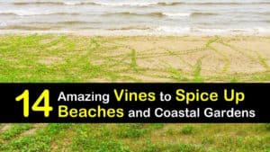 Vines for the Beach titleimg1