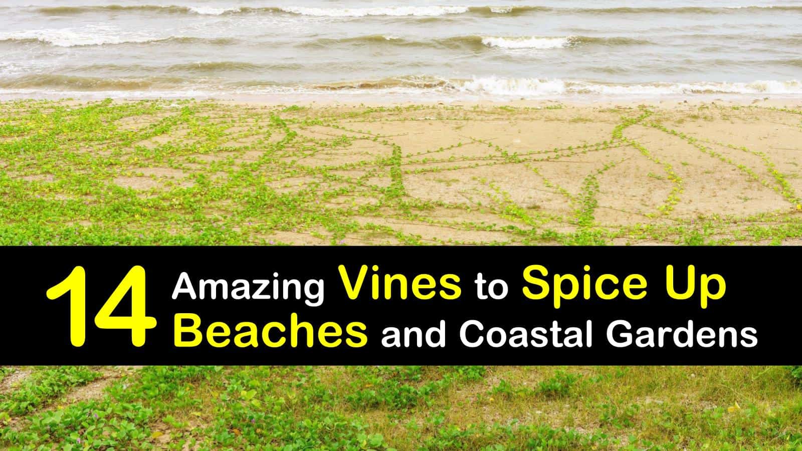 14 Amazing Vines to Spice Up Beaches and Coastal Gardens
