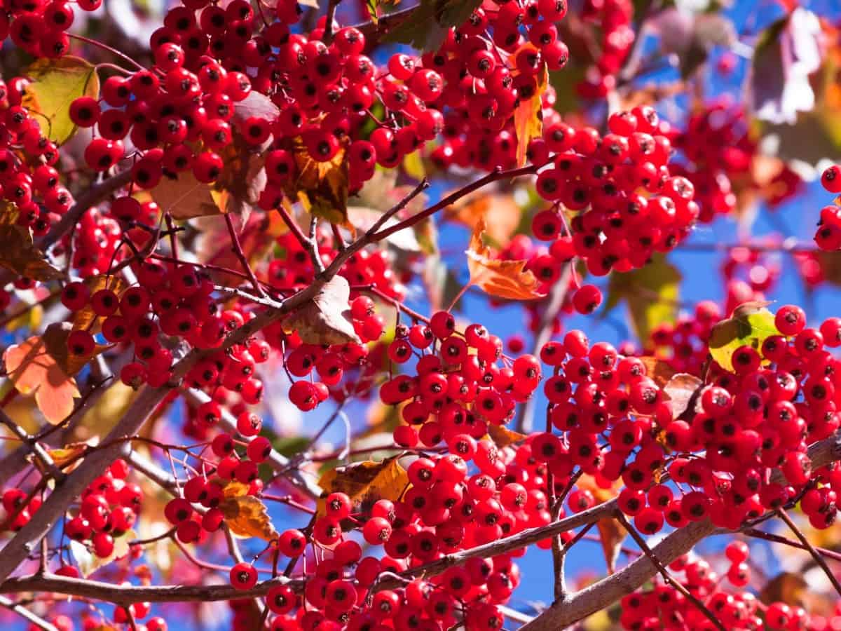 Washington hawthorn trees are drought tolerant.