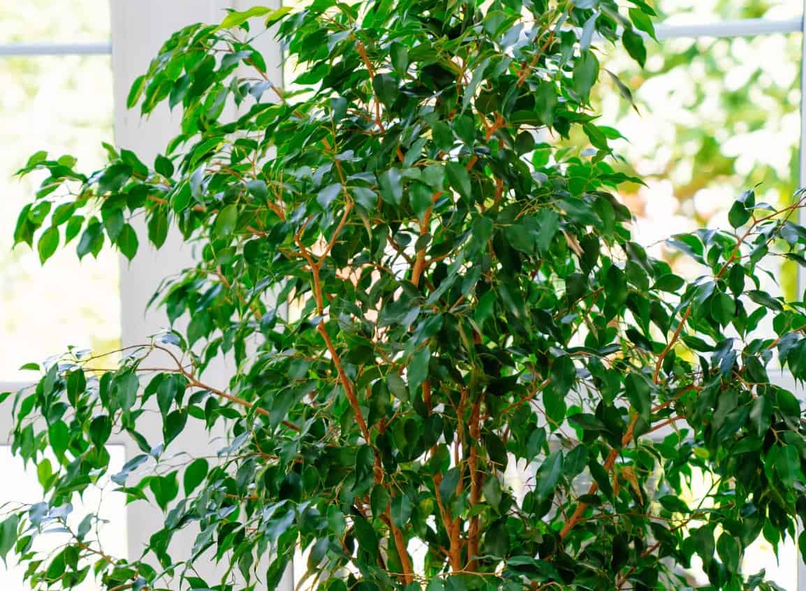 The weeping fig or ficus is a broadleaf evergreen plant.