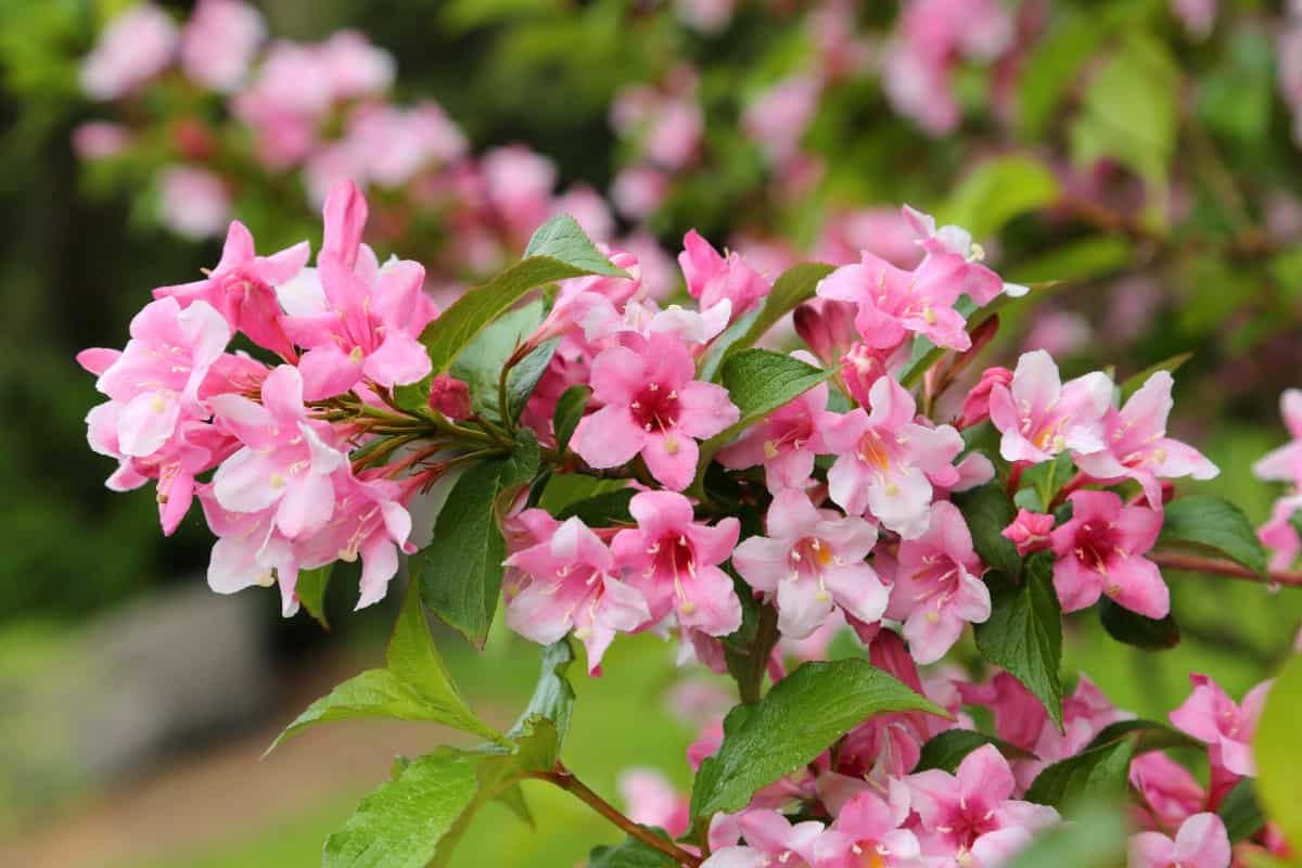 Hummingbirds love weigela flowers.