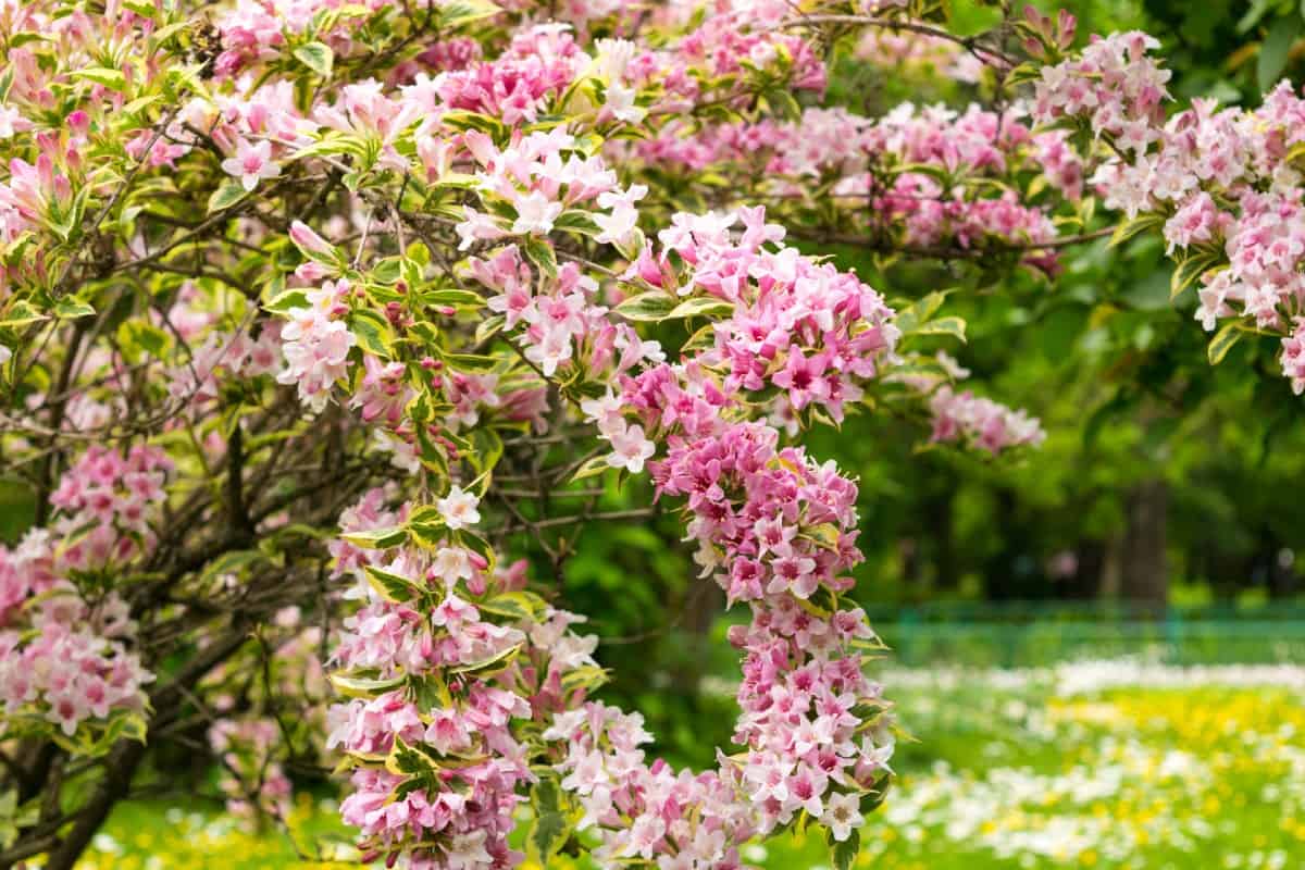 Weigela shrubs have profuse blooms.