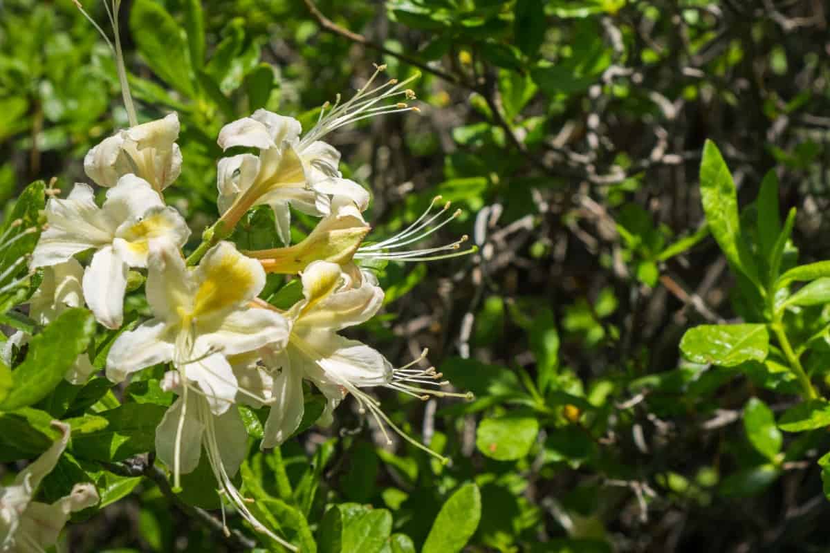 The western azalea is a popular evergreen azalea.