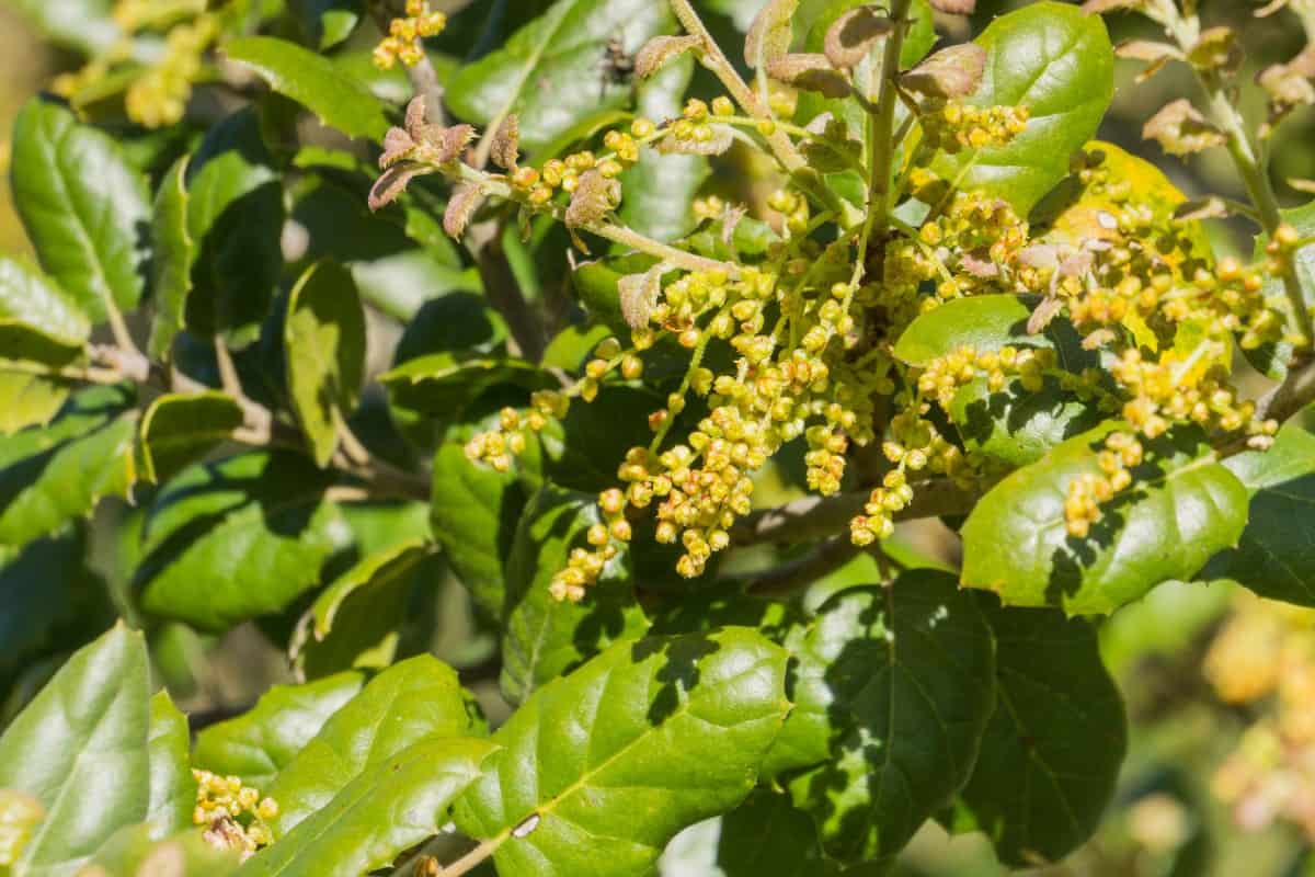 White oak trees do just as well in urban as in country locations.