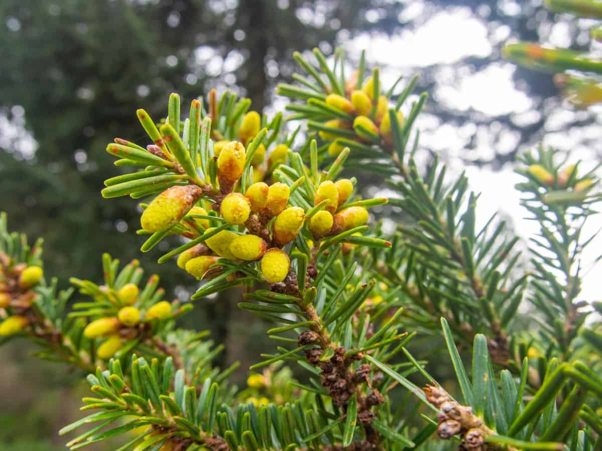 The white pine is a hardy specimen.