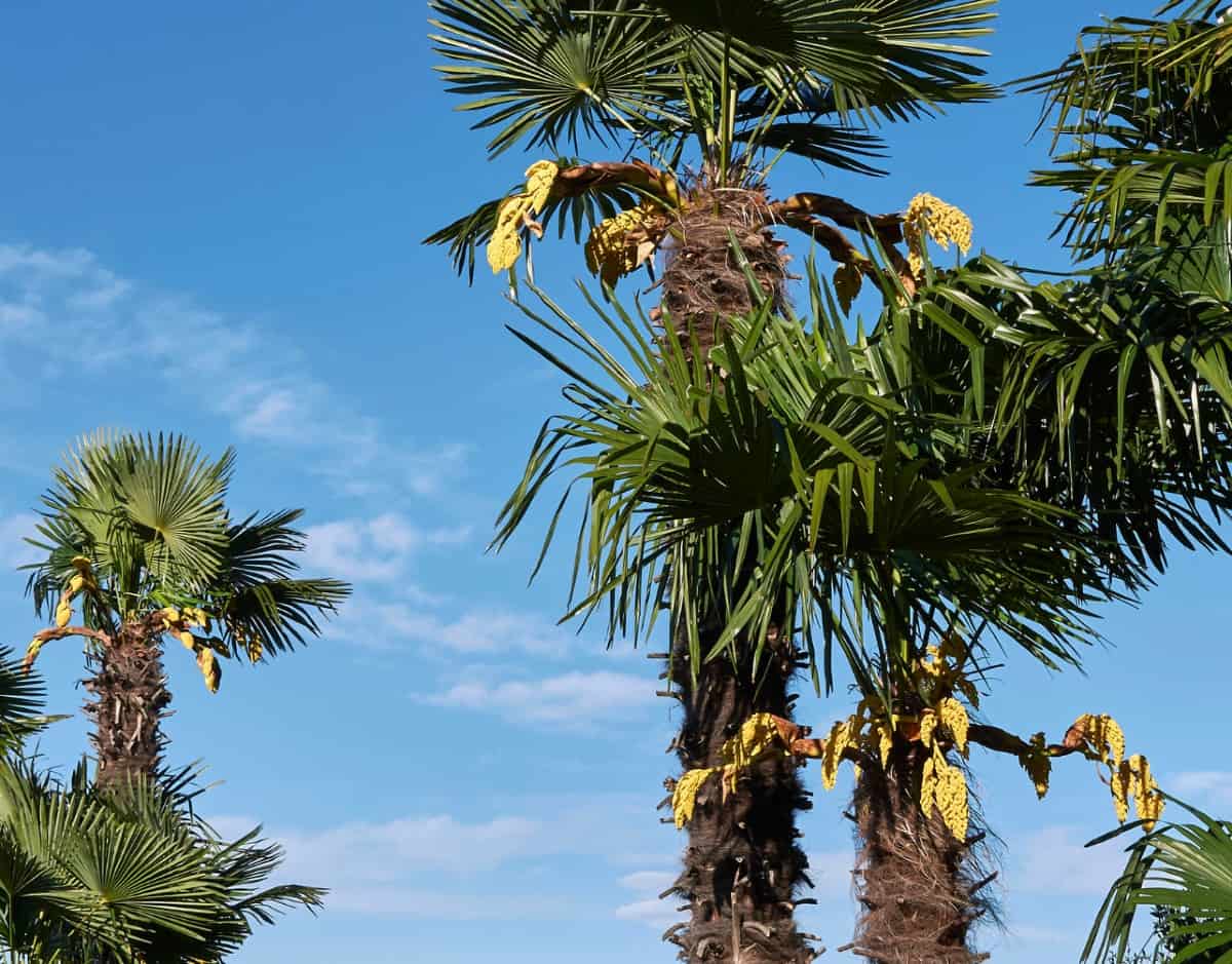 The windmill palm can handle freezing temperatures.