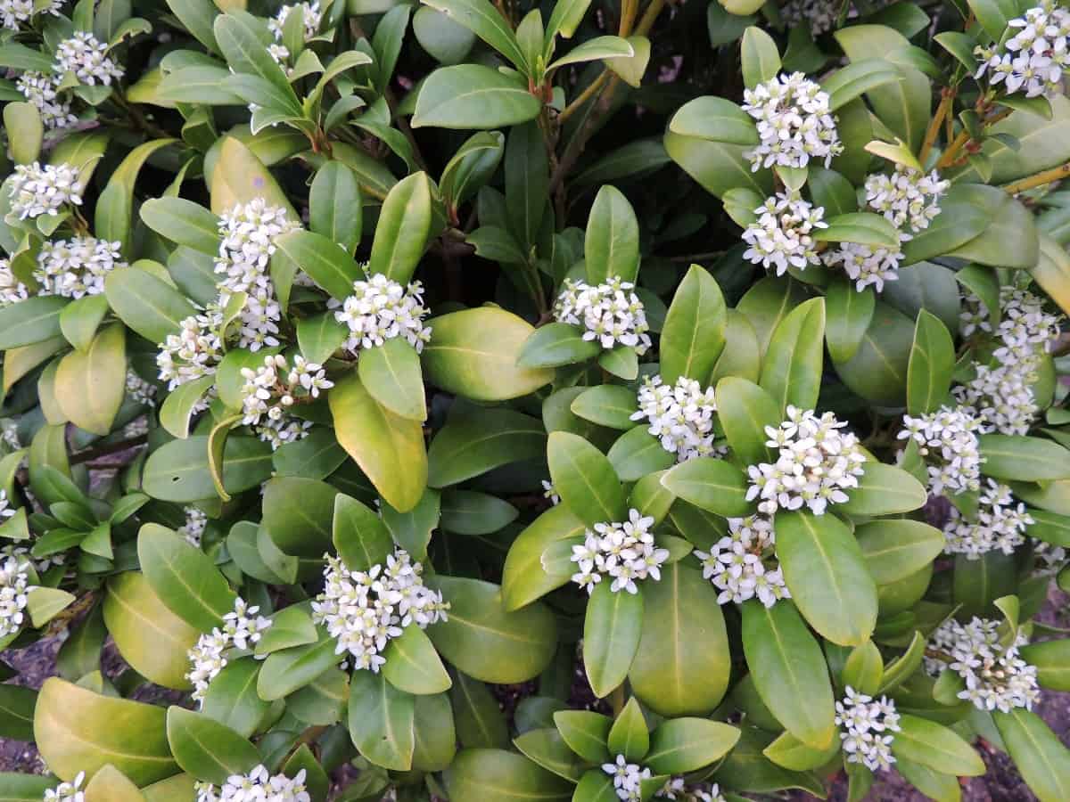 Winter daphne blooms in February and March.