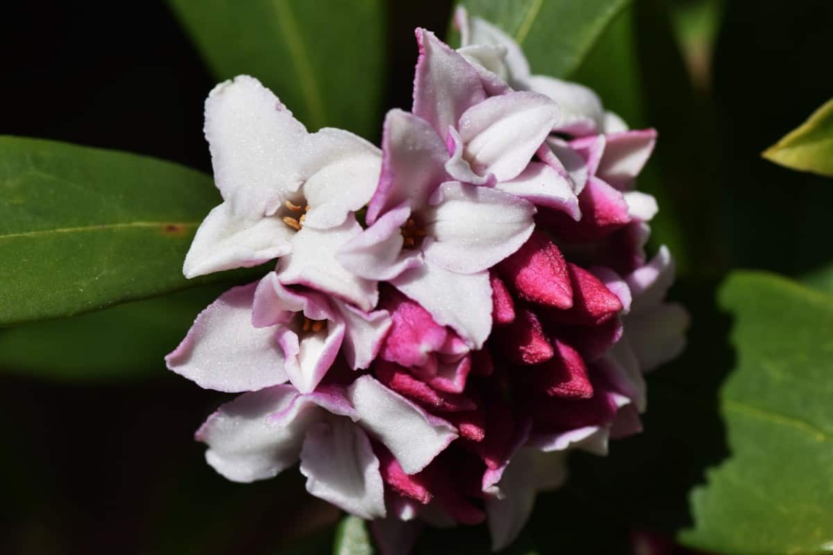Winter daphne is a small plant with a beautiful fragrance.