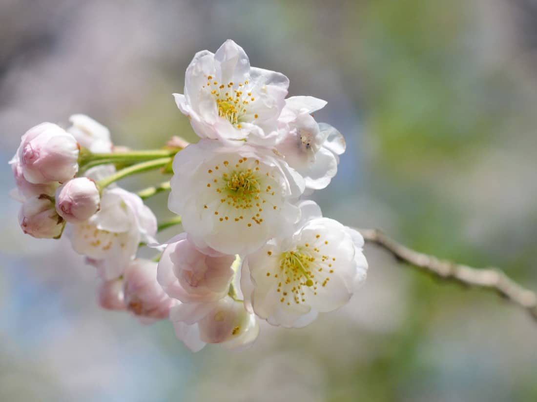 Winter flowering cherry trees are hardy in most climates.