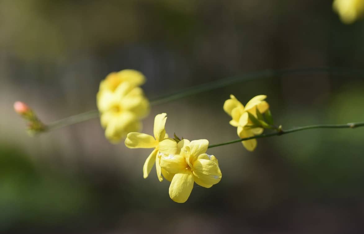 Winter jasmine is cold-hardy and has yellow flowers.