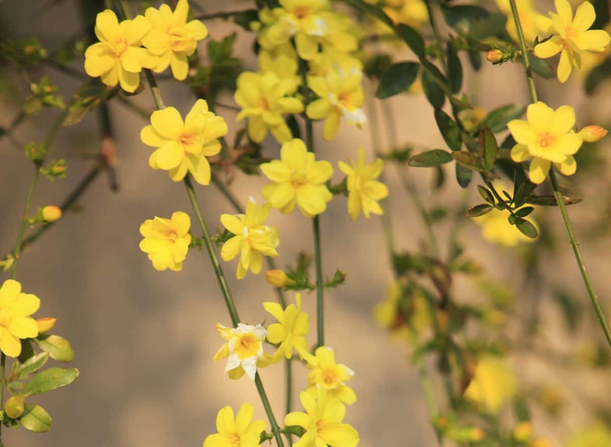 Winter jasmine begins blooming as early as January.