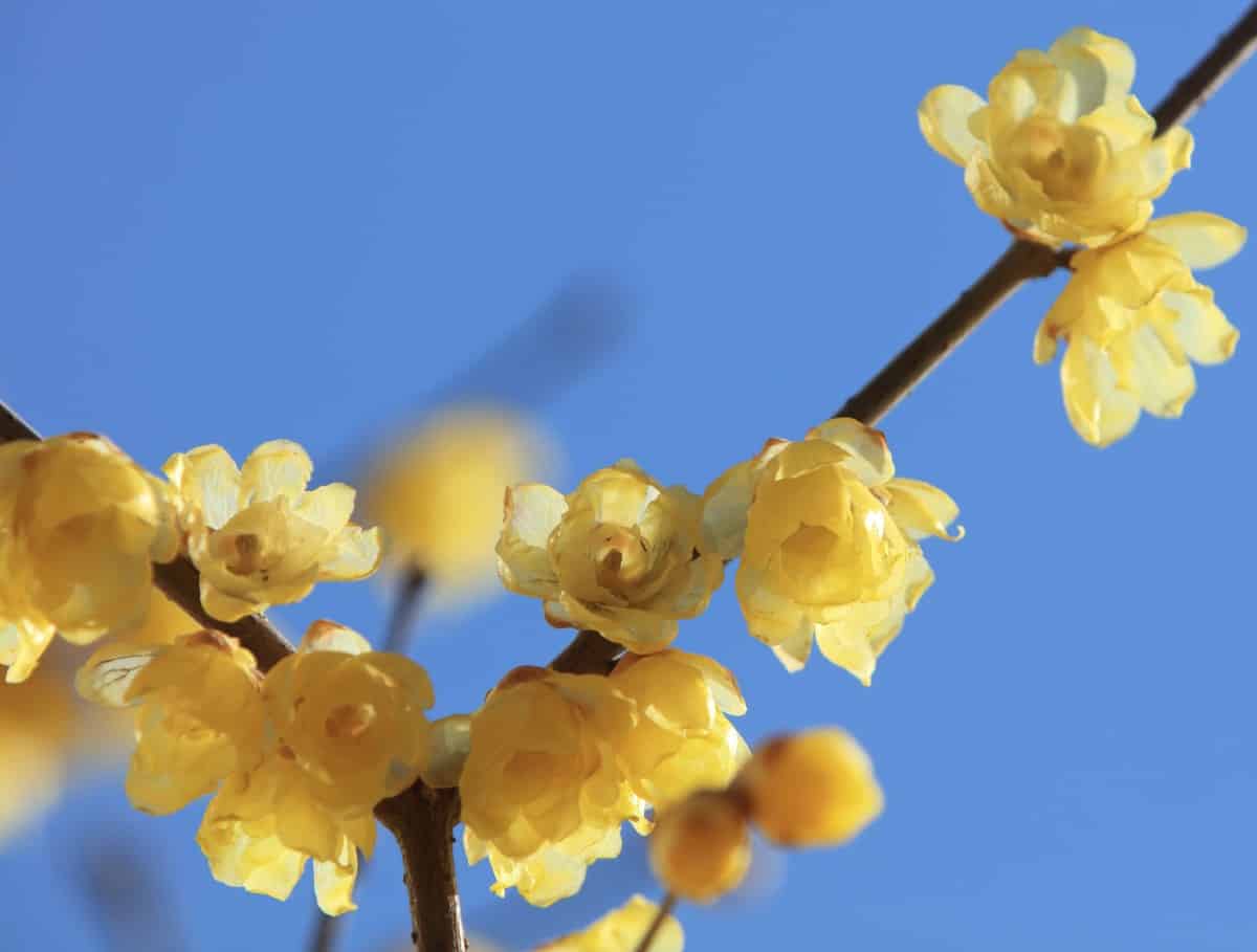 Wintersweet has a pleasant aroma.