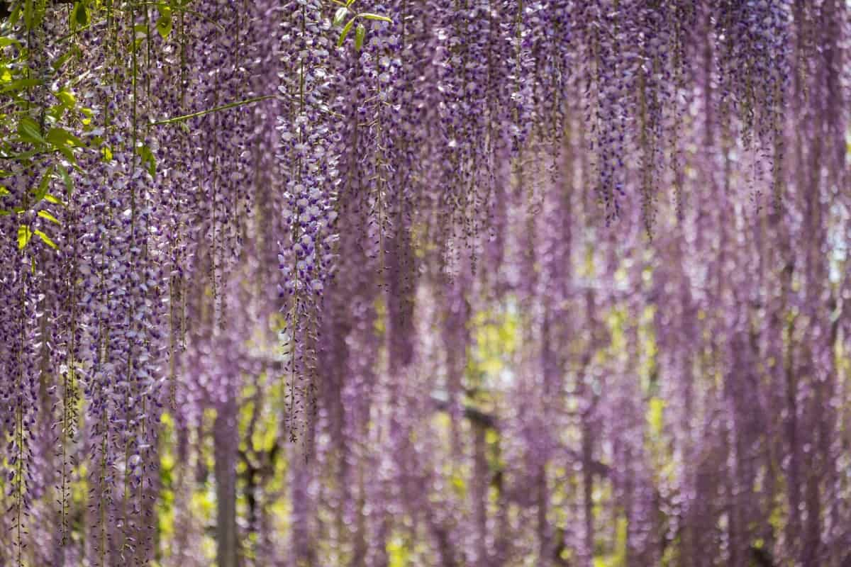 Wisteria is available as a tree or a vine.