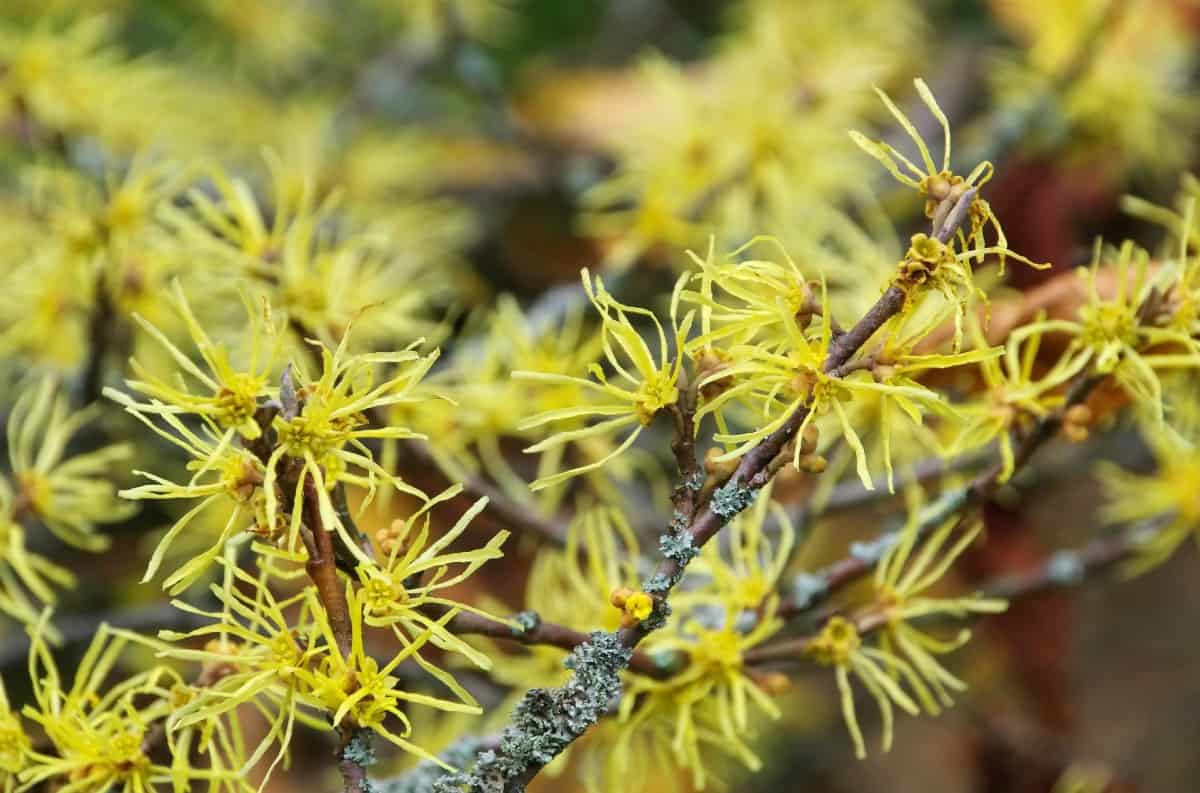 Witch hazel is easy to grow and is low-maintenance.