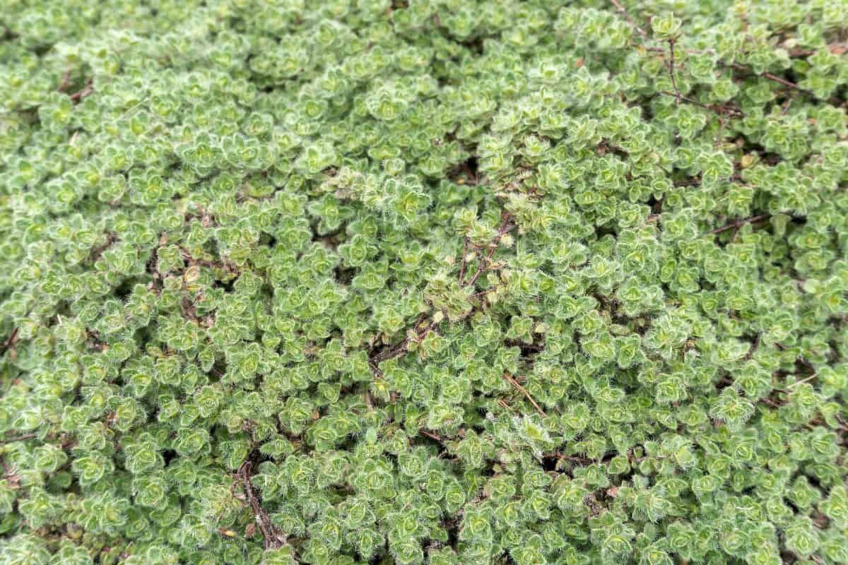 Woolly thyme fits perfectly in cracks between pavers.