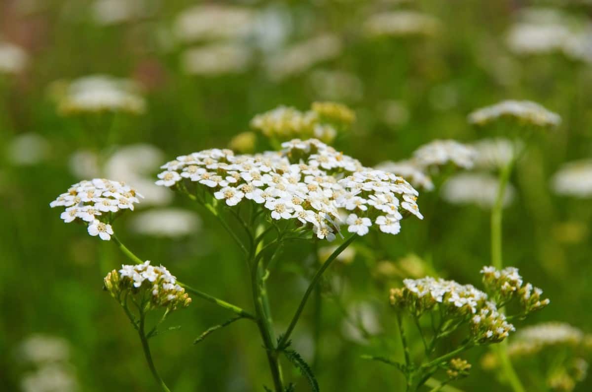 Yarrow is a plant that is easy to grow and maintain.