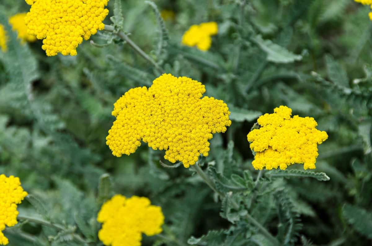 The yarrow plant has fern-like leaves.