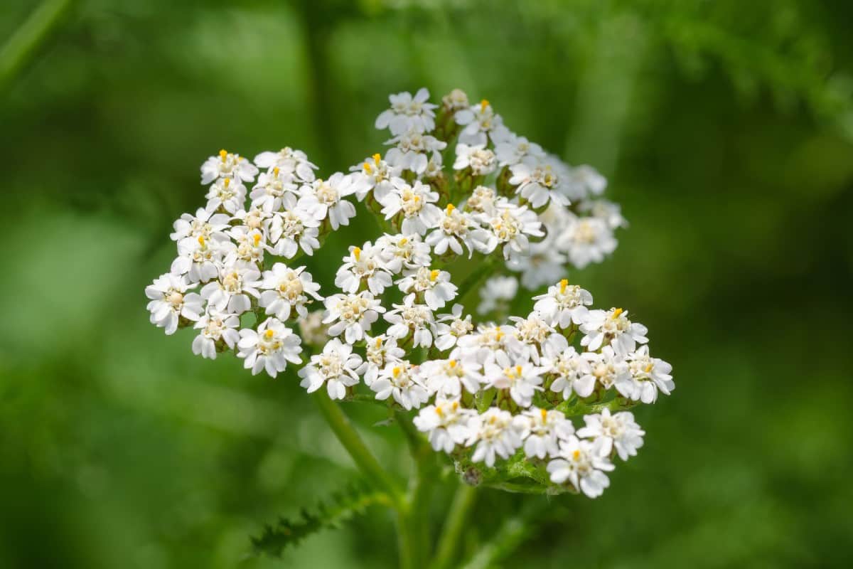 Yarrow is a low-maintenance perennial.