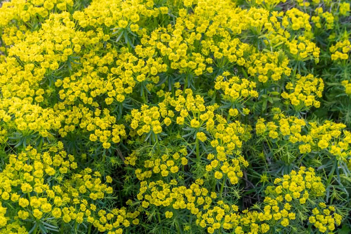 Yellow alyssum is the perfect perennial for borders.