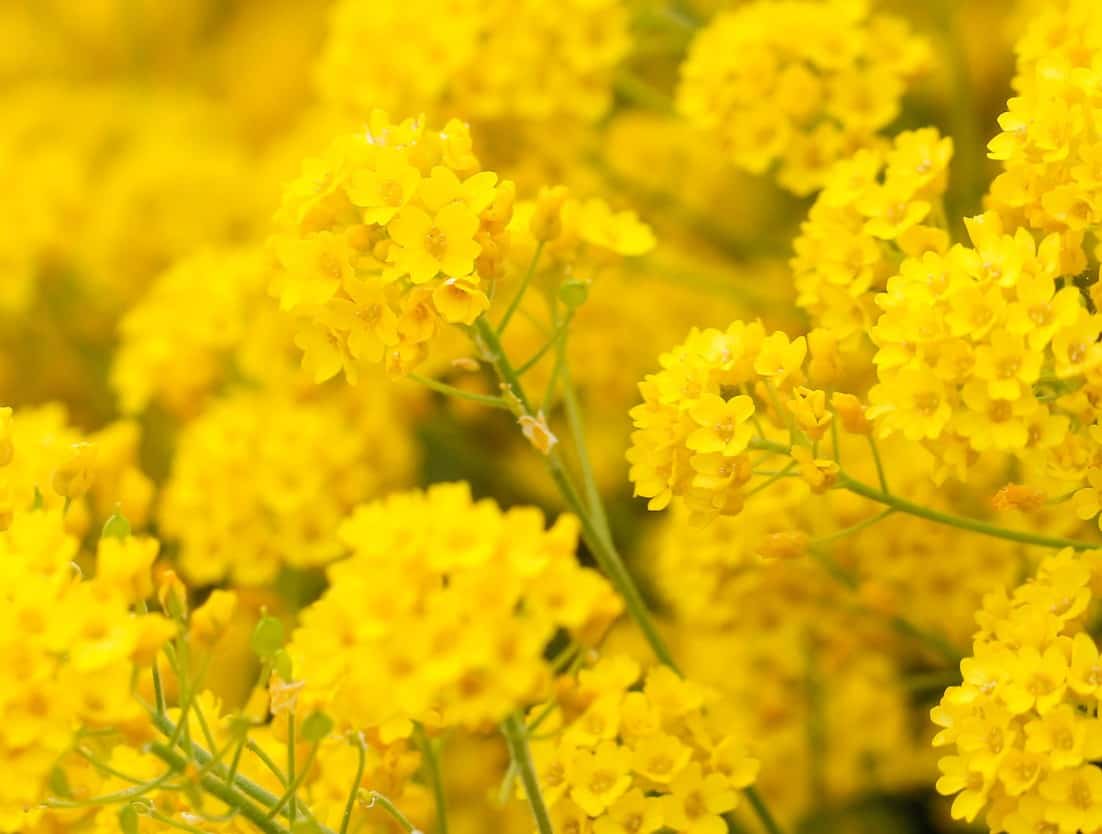 Yellow alyssum is part of the mustard family.