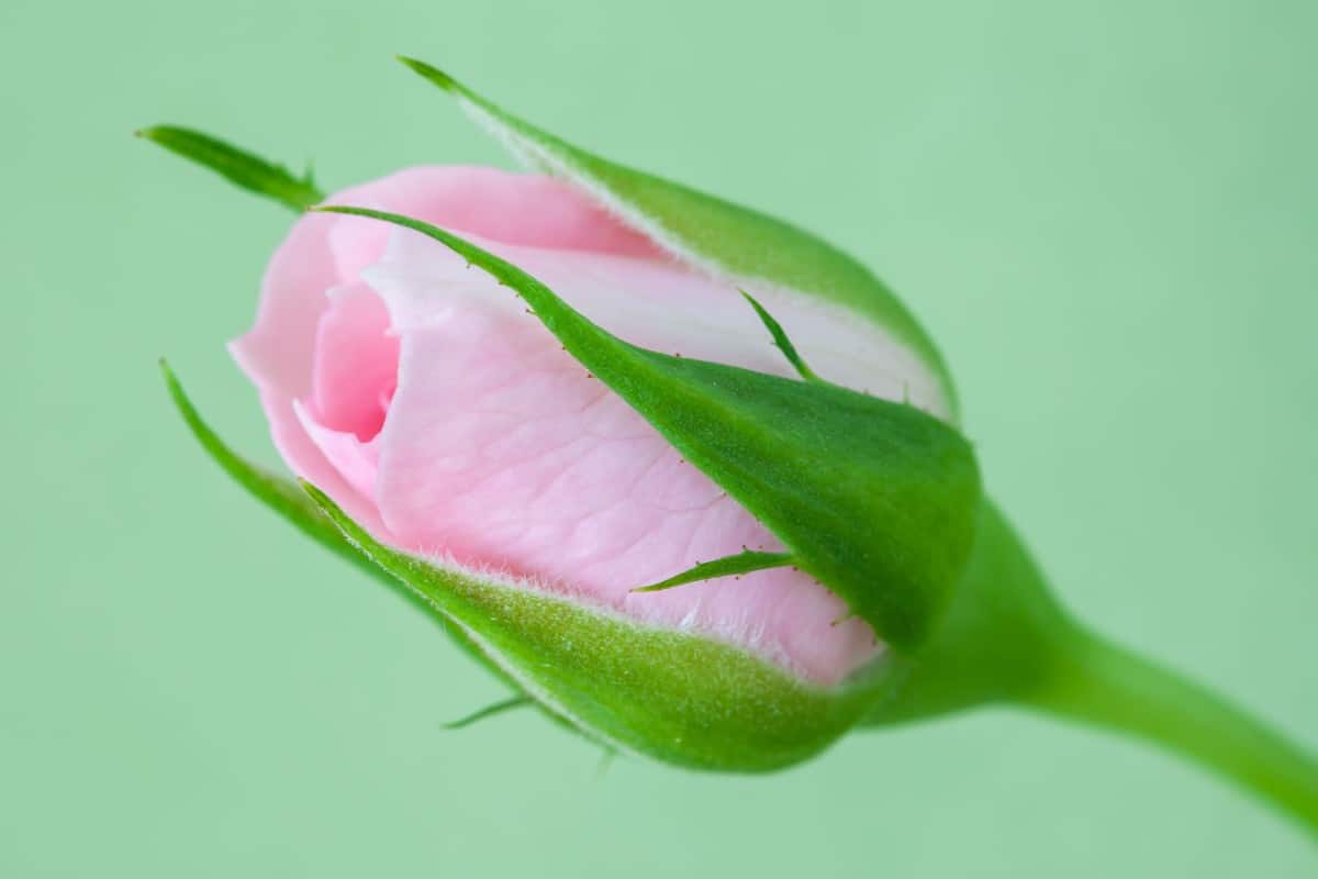 The tall pink Zephirine drouhin rose has almost no thorns.