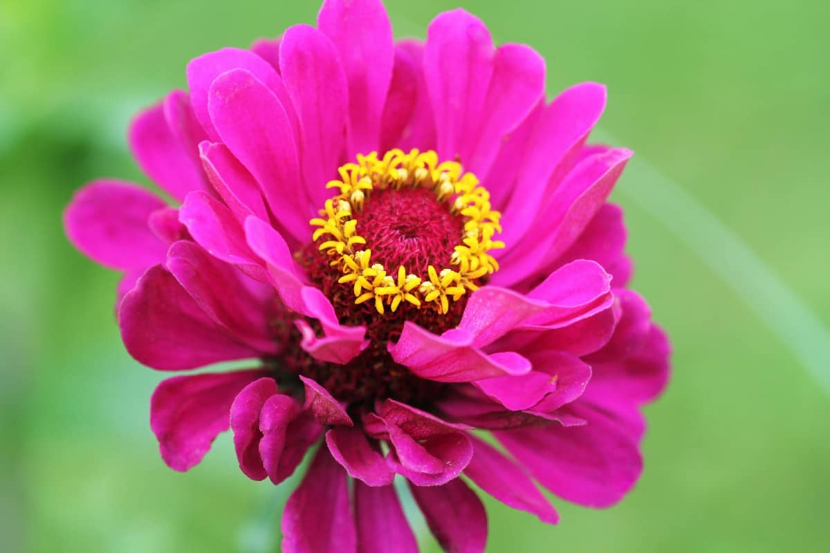 Zinnias are hardy flowers that pollinators love.