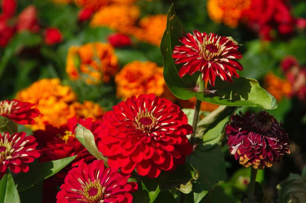 Zinnias are an easy annual for beginners to grow.