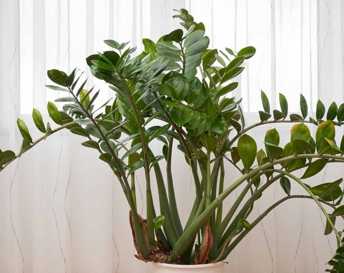 For a low maintenance houseplant, you can't get much better than the zz plant.