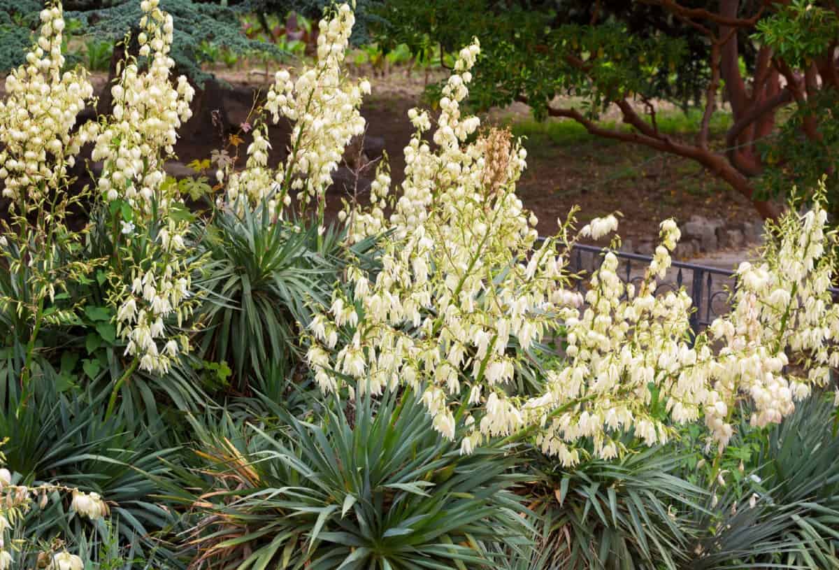 Adam's needle is an evergreen that thrives in dry sites.