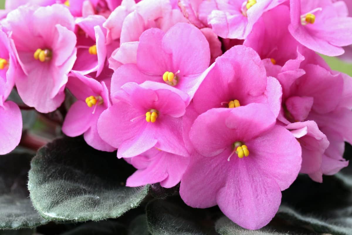 African violets have fuzzy leaves.