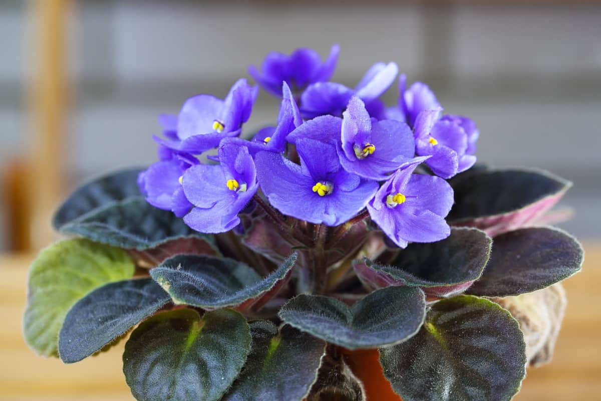 African violets bloom year-round.