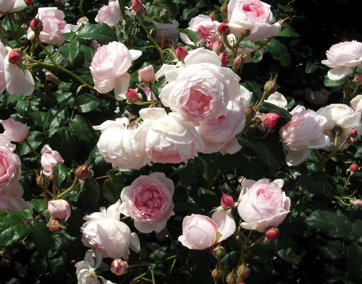 Albertine roses are vigorous growers with fragrant flowers.