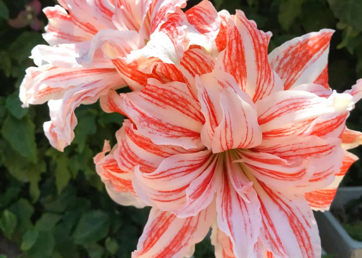 Amaryllis is easy-growing and easy to maintain.