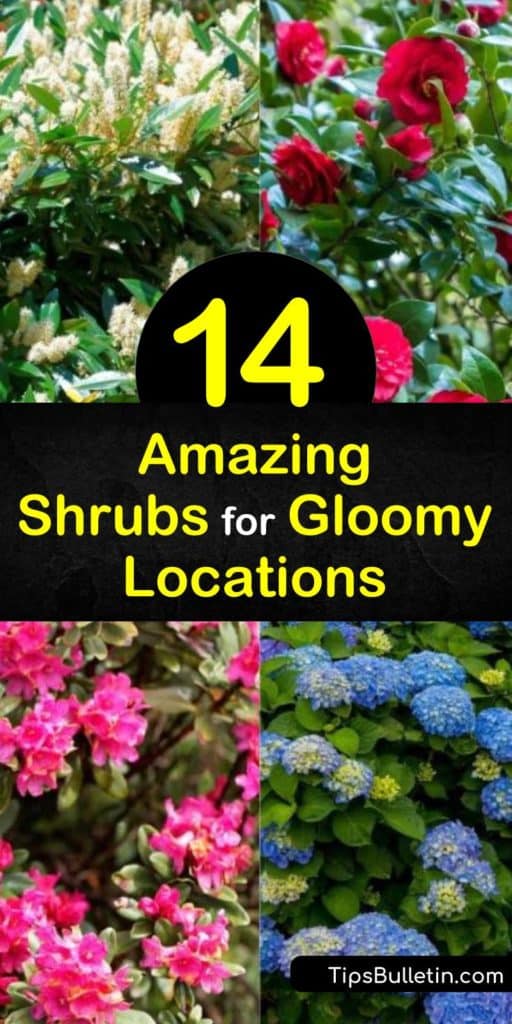Take the full shade and partial shade areas of your garden from drab to fab with rhododendron, azaleas and other flowers. This list of shade-tolerant plants brings red berries, green leaves, and vivacious colors to the parts of your property with minimal sunlight. #amazing #shrubs #shade