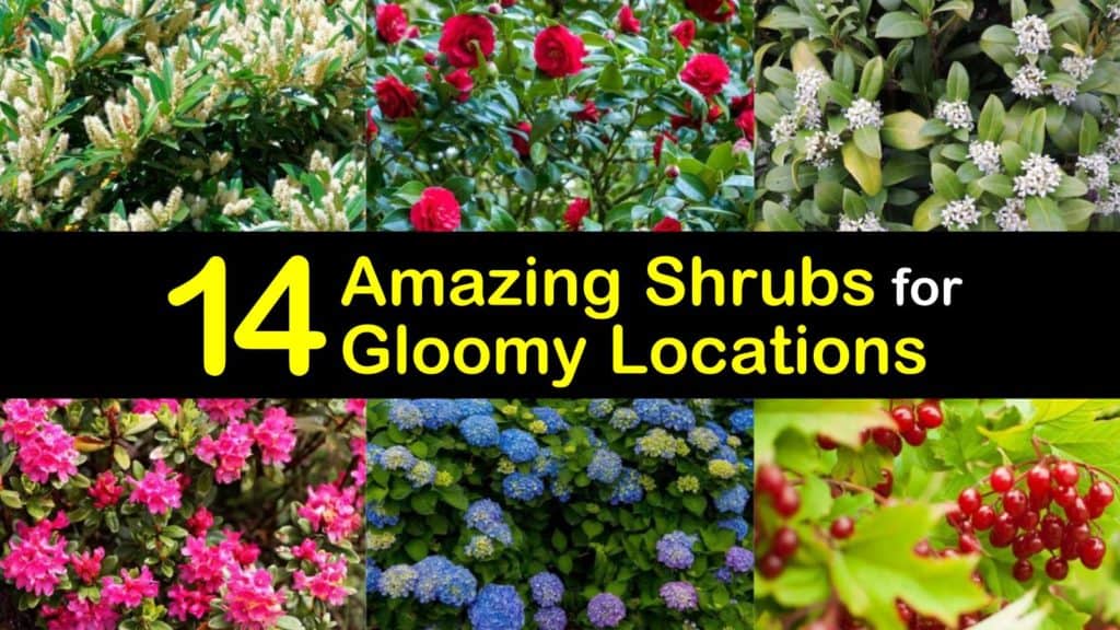 Amazing Shrubs for Shade titleimg1