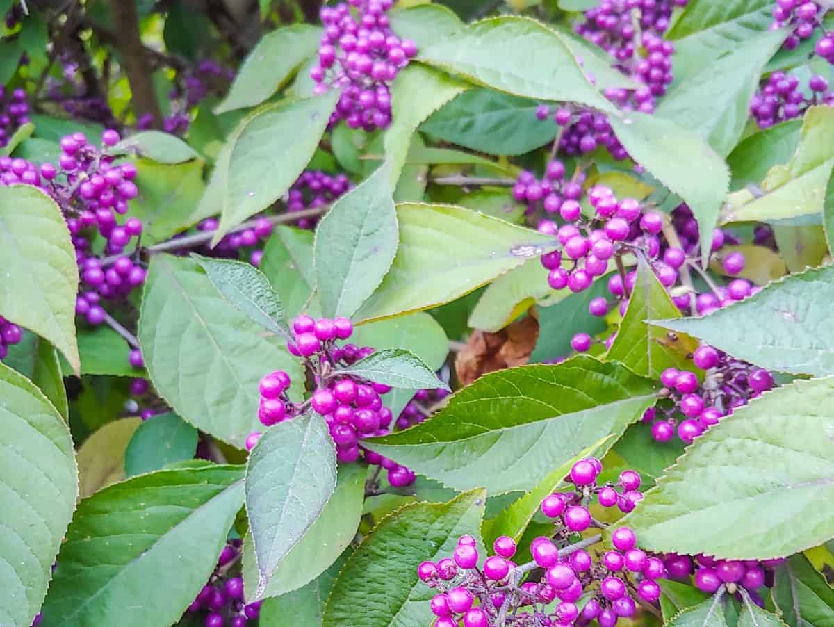 American beautyberry is a deciduous shrub with pretty flowers and bright purple berries.
