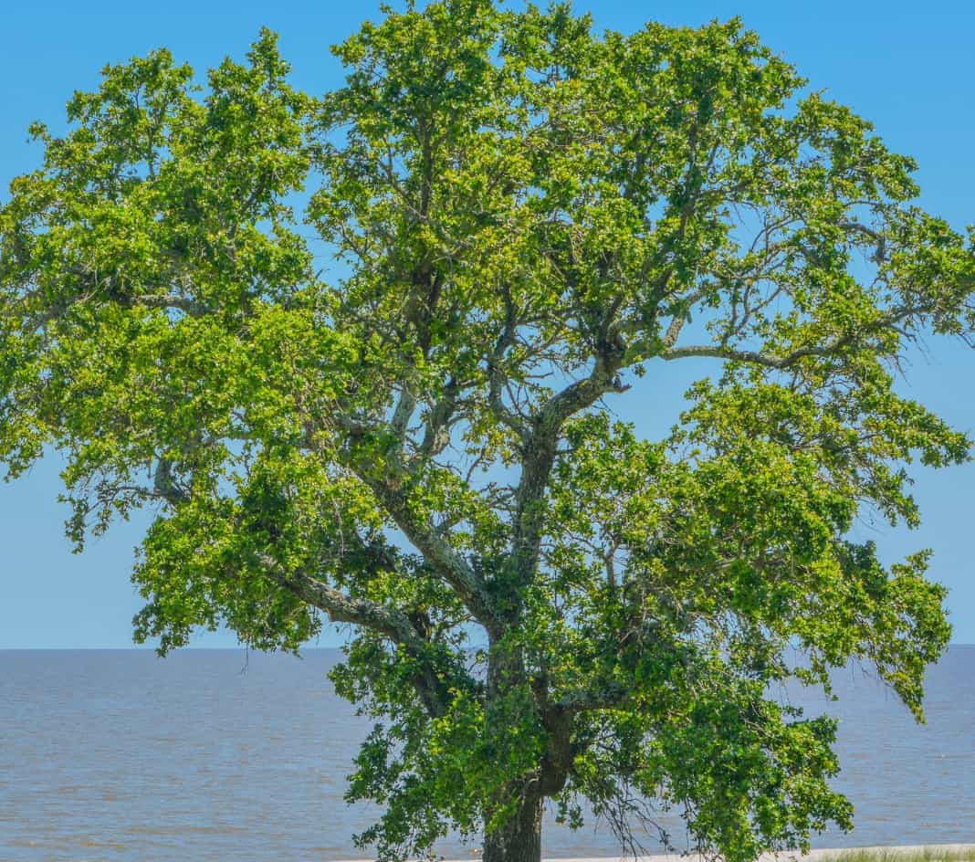 American elm trees have leathery leaves that turn yellow in fall.