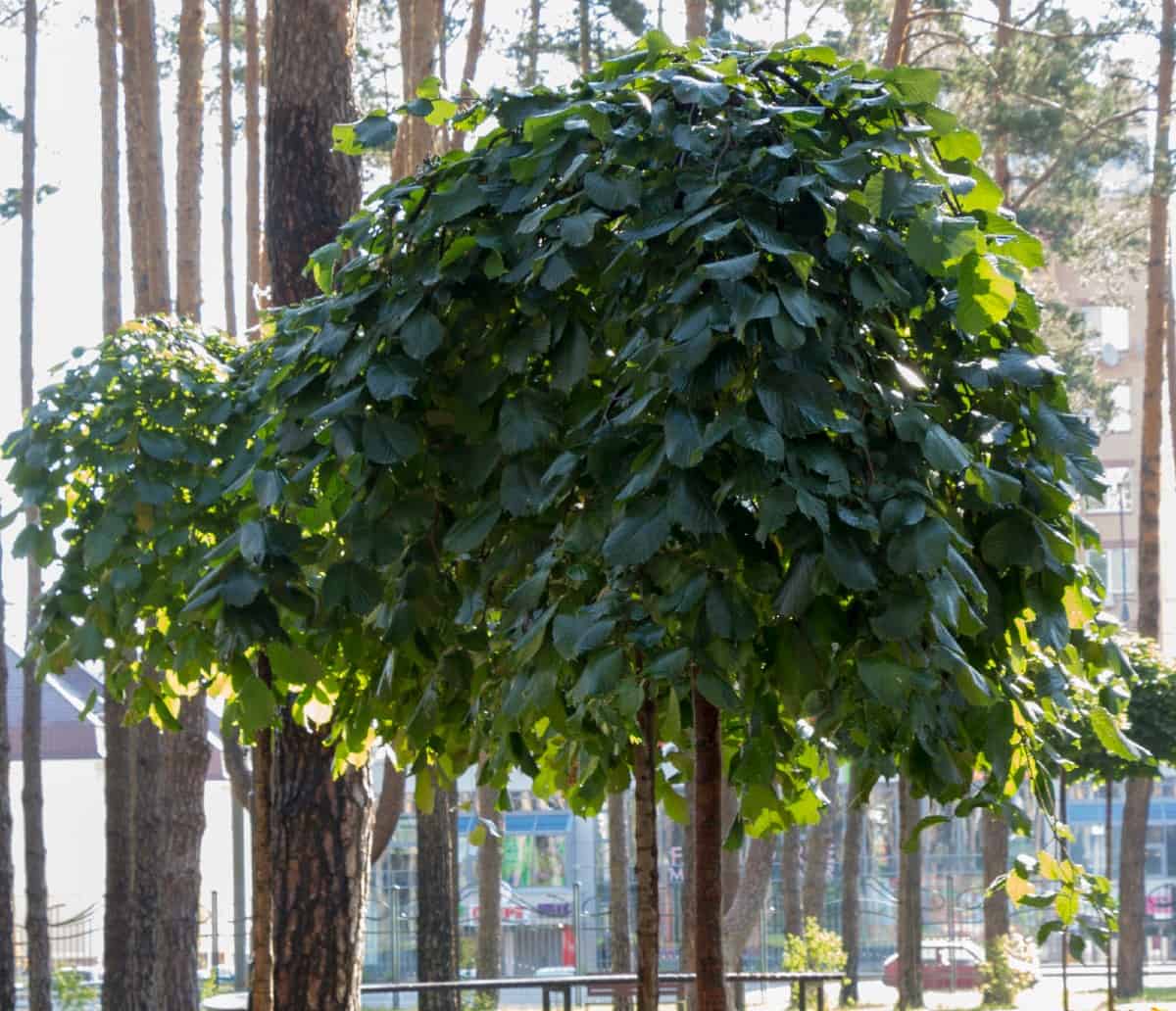 The American hornbeam is the ideal shade tree for smaller areas.